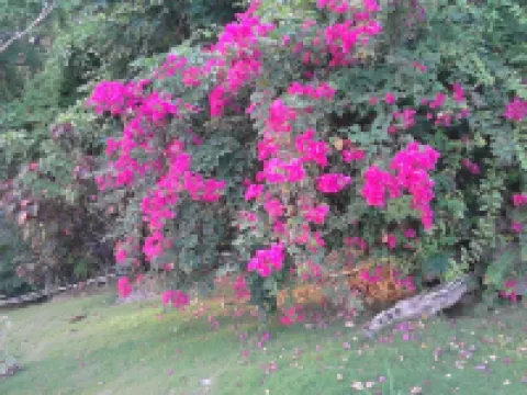 Sea Symphony Villa Hotels in Checker Hall