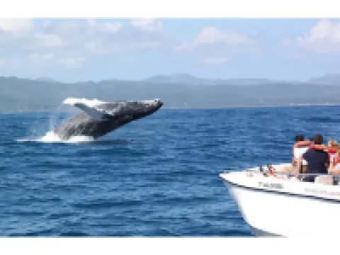 Best Bed and Breakfast in Samana (Breakfast Included) Hotels in Samana