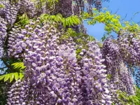 "Angelie" - 350m from the Sea Hotels in Nekso