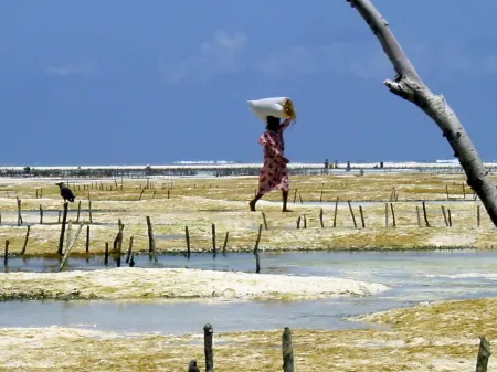 Aloe Vera Twin room with AC  and garden view