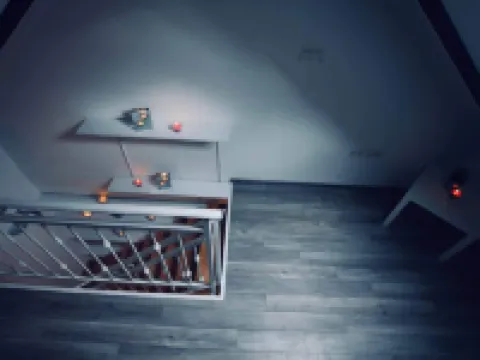 Dalmatian White Shell