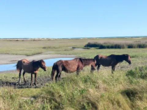 Coastal Cottage, walk to downtown Beaufort, close to beaches, pet friendly.