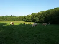 Small stone house of the most unusual in the country