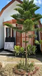 Linobi Homestay - Hostellit