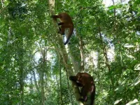 Paradise Amazon Lodge & Adventure