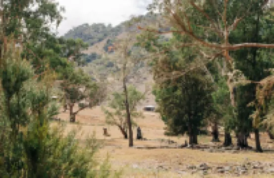 Jarabin
