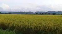Baan Saun Homestay by Lamyai Khunmae Hotels in Ban Thi