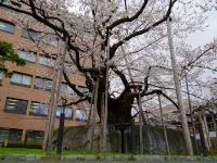 Hotel Metropolitan Morioka New Wing - WiFi
