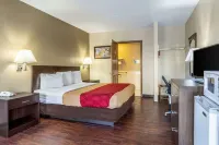 이코노 로지 - 코니어스