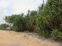 Leather Back Beach Villa Hotels in Kosgoda