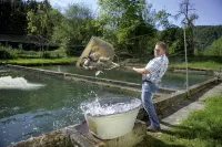 Forellengasthof Waldeck Hotels in Empfingen