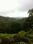 Beautiful Spacious Cottage on 1.5 Acre of Lush, Gated Property.  30 Day Minimum. Hotels in Pupukea