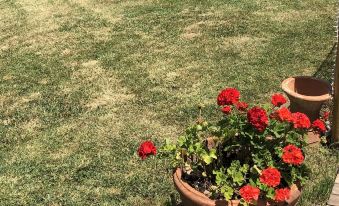 Podere Cortesi Agriturismo Molinaccio