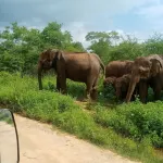 Udawalawe Elephant safari Lodge - 2-Sterne