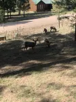 Enjoy the stars and the deer under the ponderosa pines