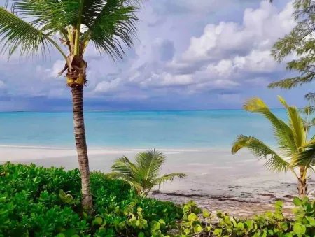 Henry Louise & The Parrot