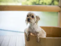 Dog-Friendly Hot Spring Hotel Wankoan