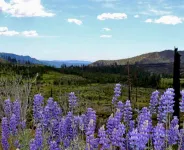 INSIDE YOSEMITE! 10 Minutes From Yosemite Valley. Summer and fall openings!
