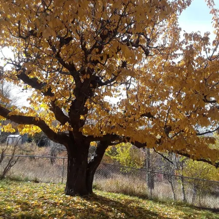 Catalpa Cottage is named after the giant Catalpa trees surrounding the cottage ~