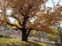 Catalpa Cottage is named after the giant Catalpa trees surrounding the cottage ~