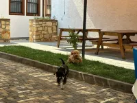 İrinikos Otel Hotels in Tenedos