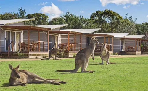 Discovery Parks - Pambula Beach - Wifi