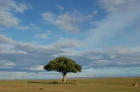 Mara Intrepids Tented Camp