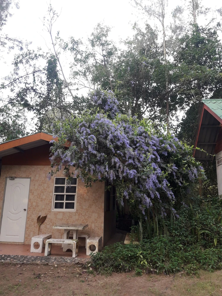 รูปภาพของสวนริมธาร สวนผึ้ง Suanrimtarn Suanphung