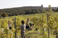 Organic home, garden & swimming pond, quiet location, Vienna reached in 15 min Hotels in 