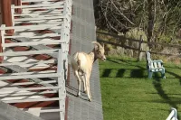 Absaroka Lodge Hotels in Gardiner