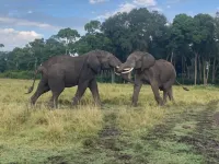 Ripo Wild Safaris Hotels in Mara
