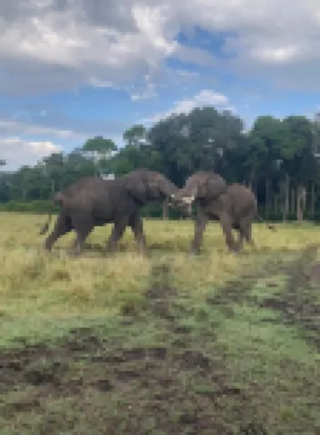 Ripo Wild Safaris