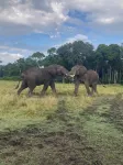 Ripo Wild Safaris Hotels in Mara Rianta