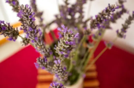 Apartments Villa Maslina - Two Bedroom Apartment with Terrace and Garden View