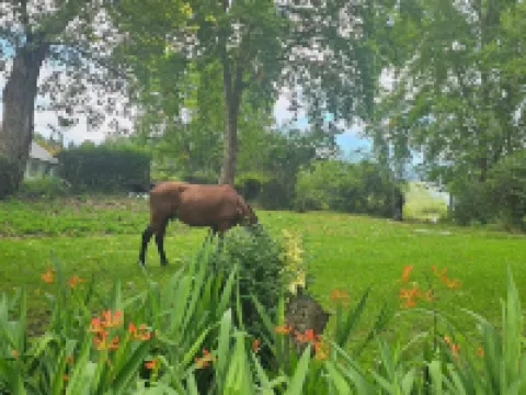 エムコシニ ロイヤル サン アンダーバーグのホテル