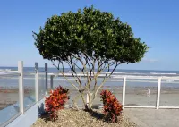 Lotus Boutique Inn and Suites - Ocean View