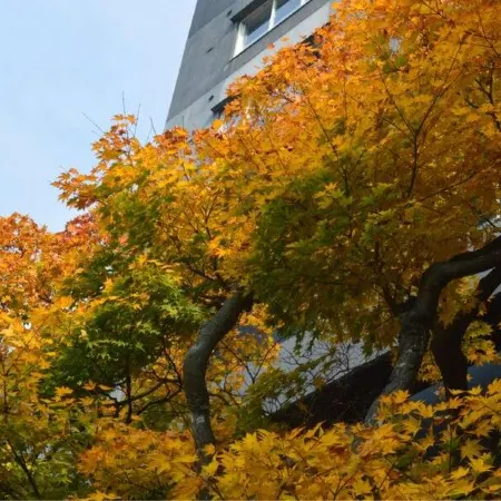 Bourou NOGUCHI Hakodate