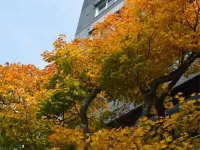 Bourou NOGUCHI Hakodate