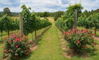 a vineyard with rows of grapevines , some of which are lush and green , creating a picturesque scene at Woodville Bed and Breakfast