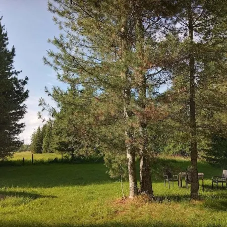 Little house in the woods, close to the lake,town and mountain.