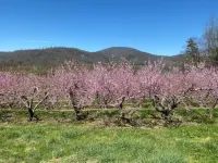Farmhouse at Honey Bear Orchard Các khách sạn ở Edneyville