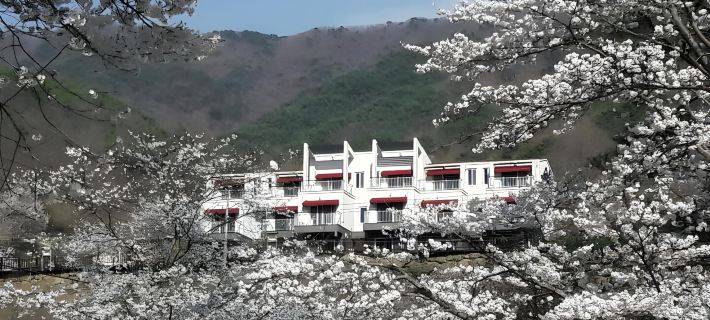 Maple Valley Hotels in Gurye