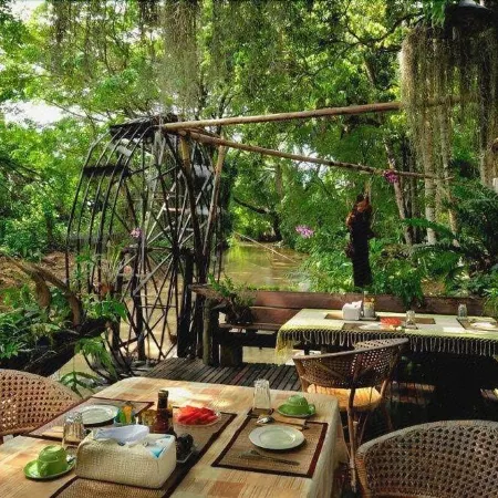 Fern Paradise