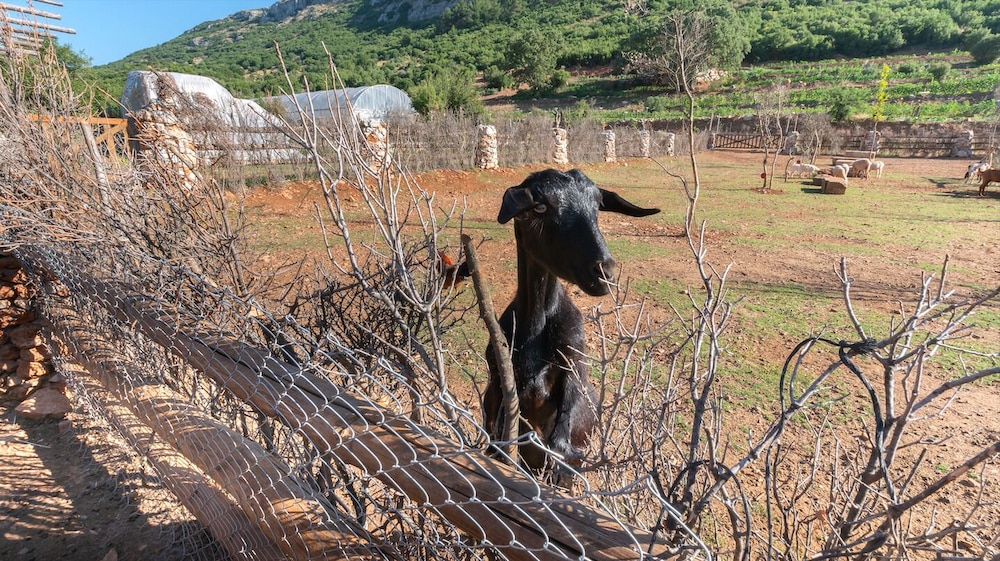 Yenice Vadi Dogal Yasam Koyu