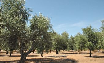 Agriturismo Masseria del Bosco Makyva