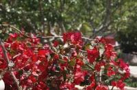 Les Jardins de Santa Giulia - Charmante Chambre d'hote Các khách sạn ở 