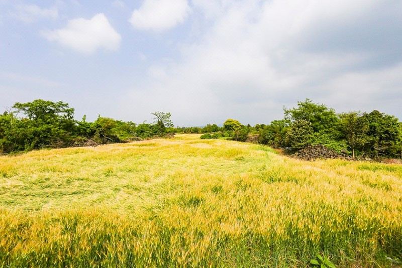 2. 제주반디하우스..