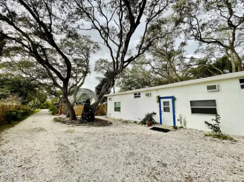 💙Blue flower (🦋Pet friendly)