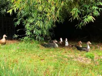 Eco friendly, Tropical paradise,spacious farm stay, conveniently located in Hilo