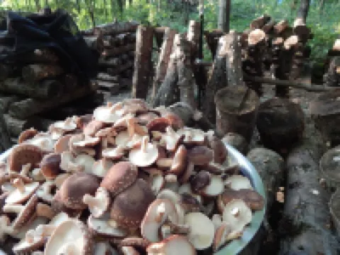 Secluded, Clean Yurt, Retreat on a Forest Farm